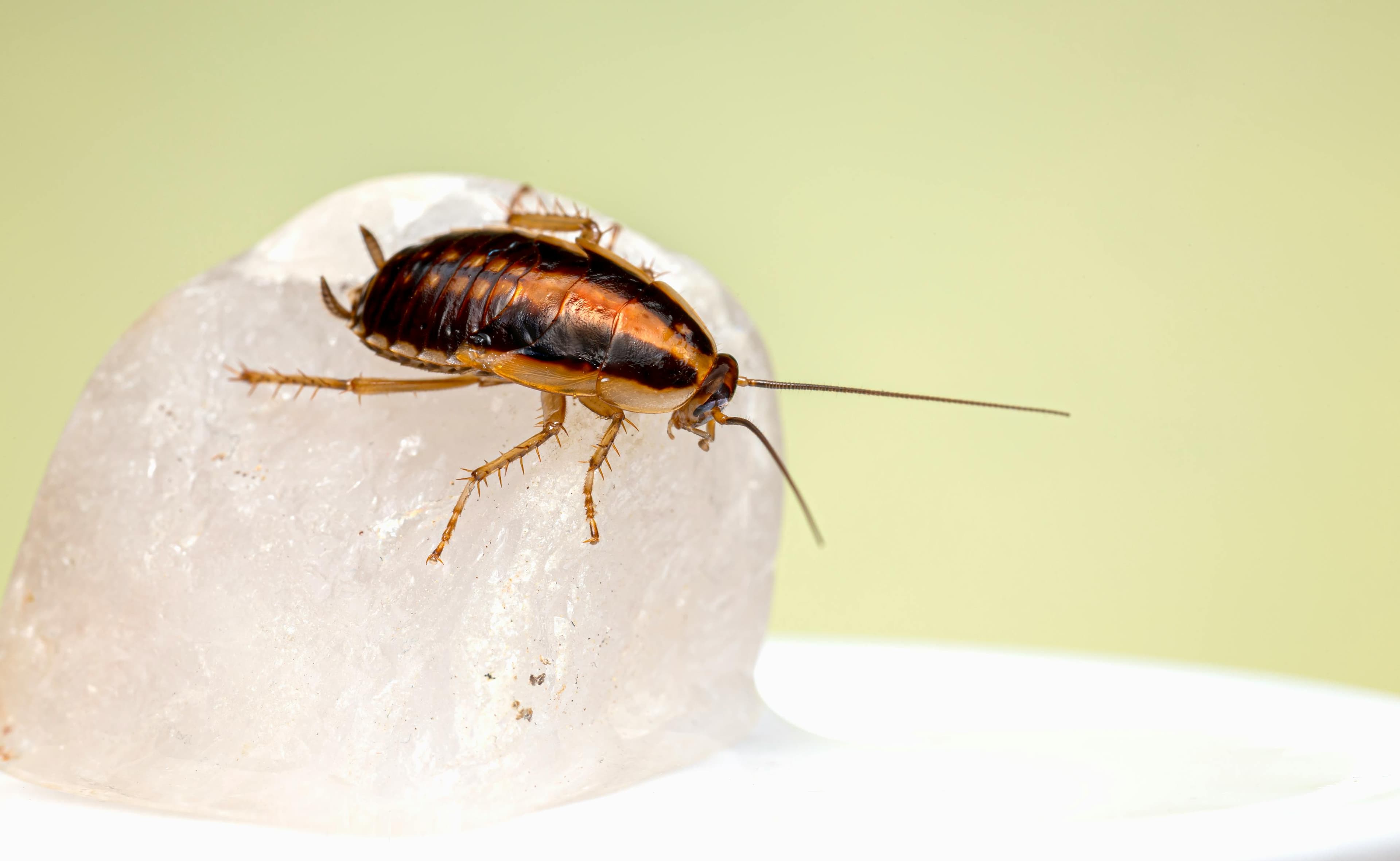German cockroach — cockroach control
