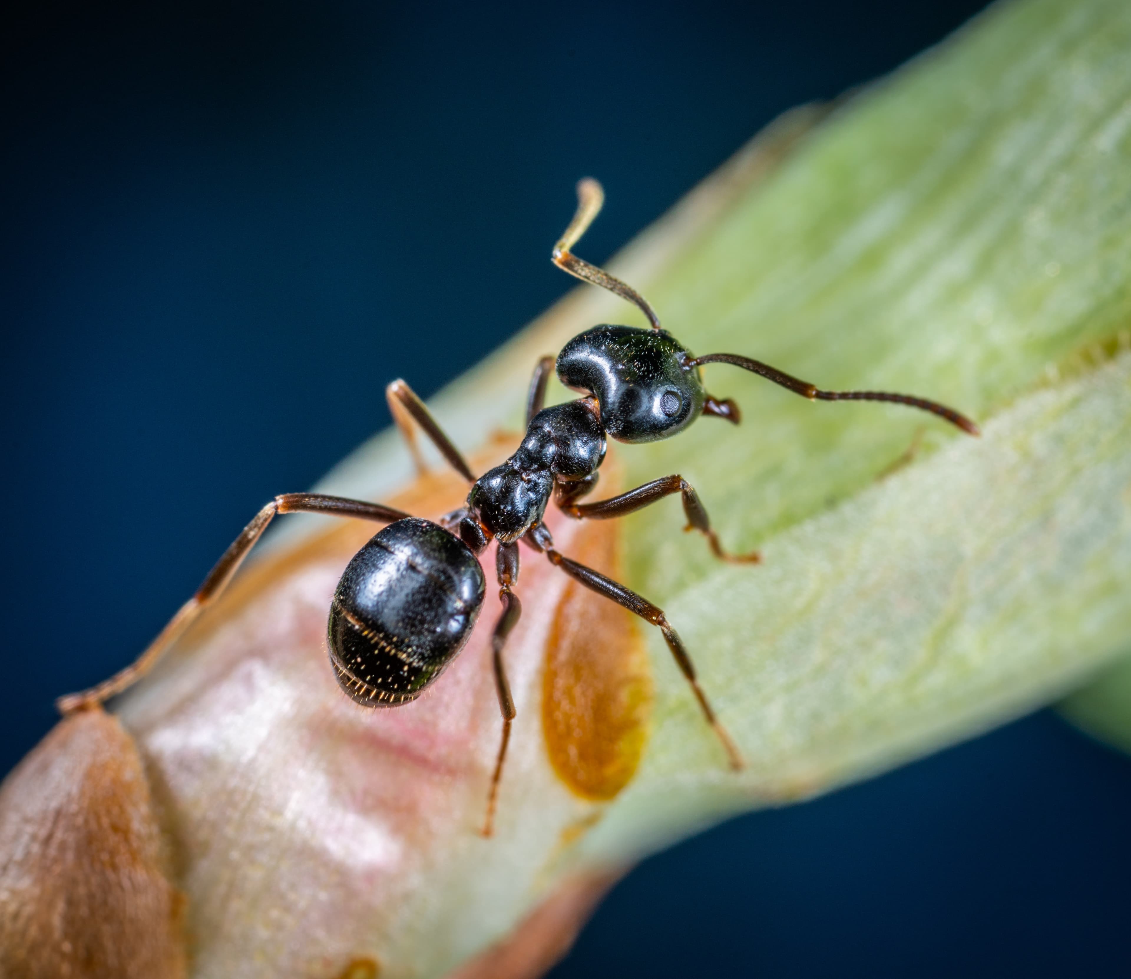 Close-up of an insect — occasional invader control services