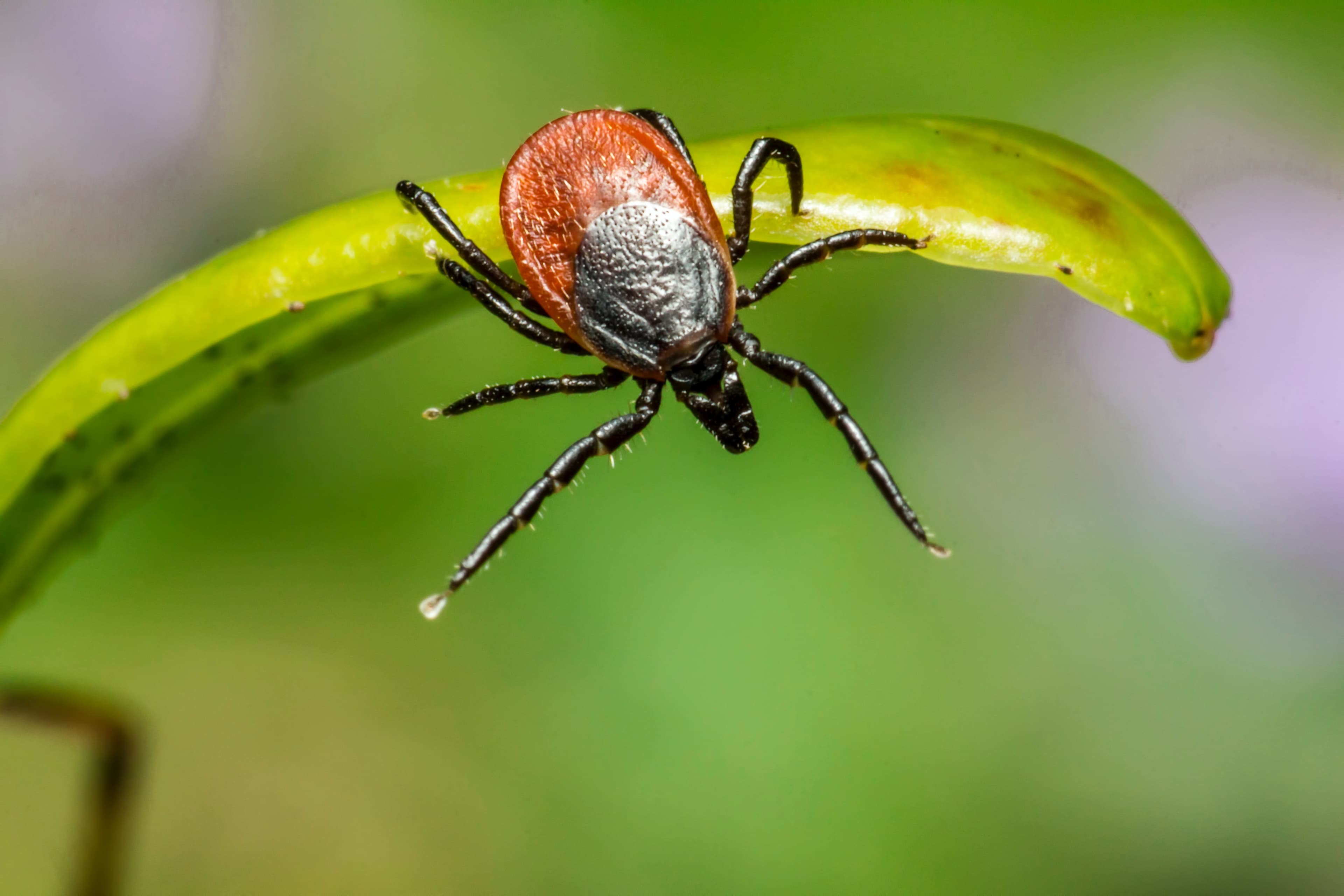 Close-up of a tick — tick and flea control services