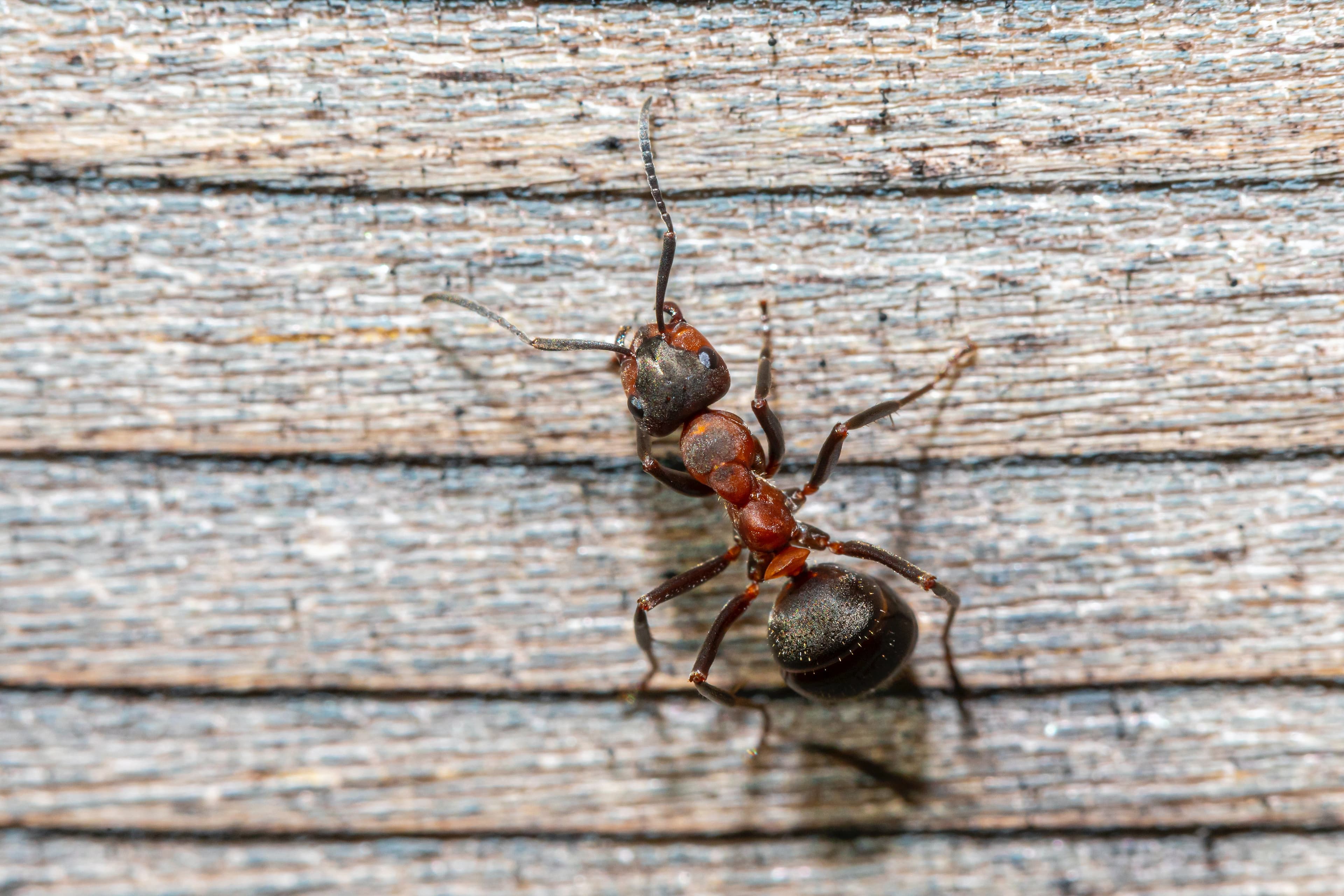 Carpenter ant — ant control