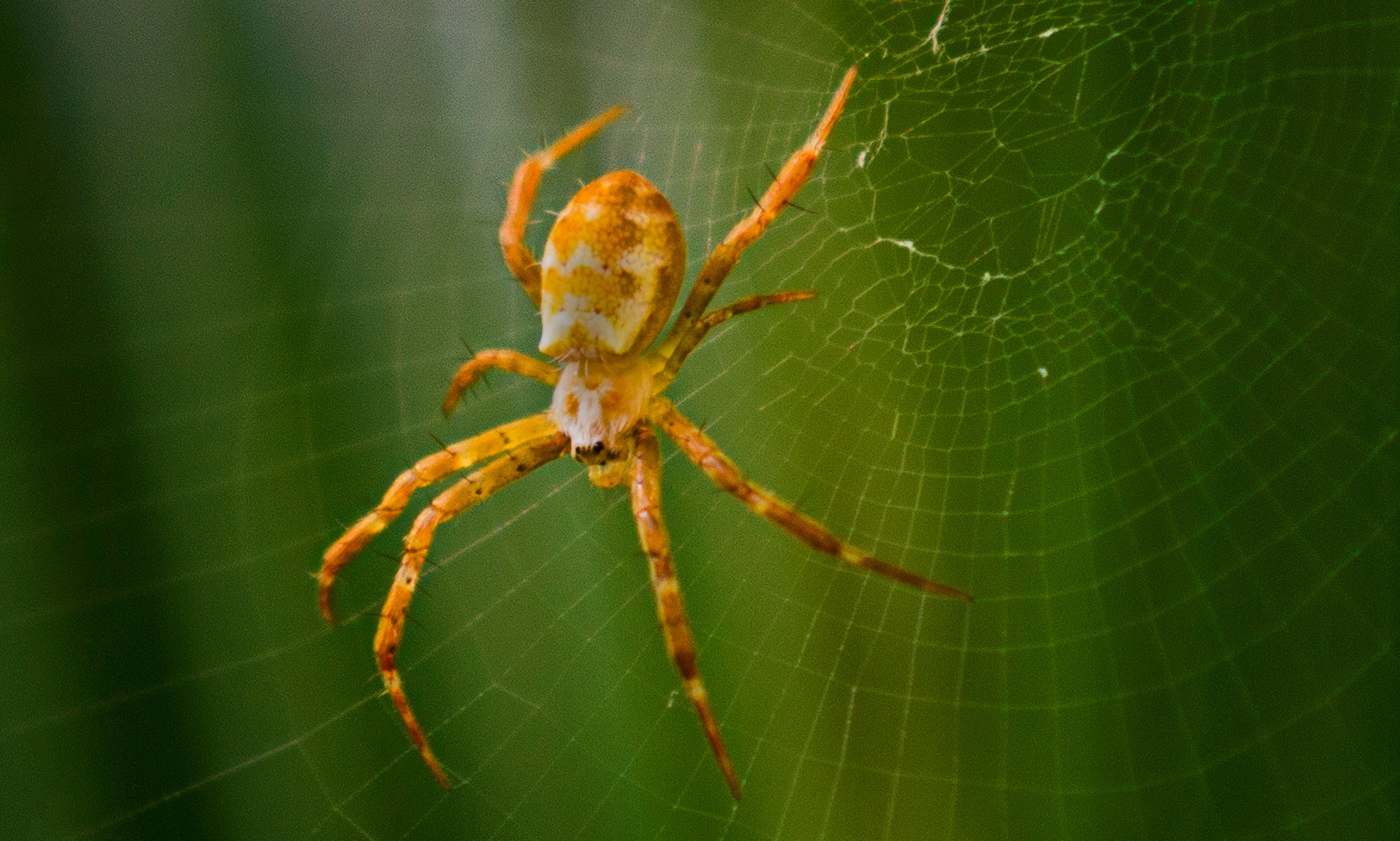Spider in web — spider control
