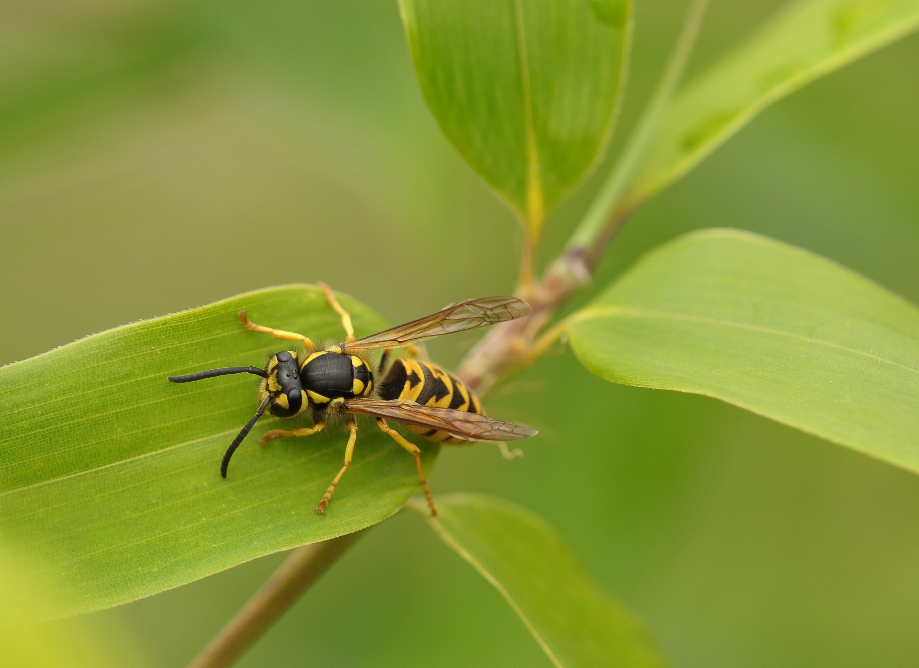 Close-up of a yellow jacket wasp — wasp and hornet control services