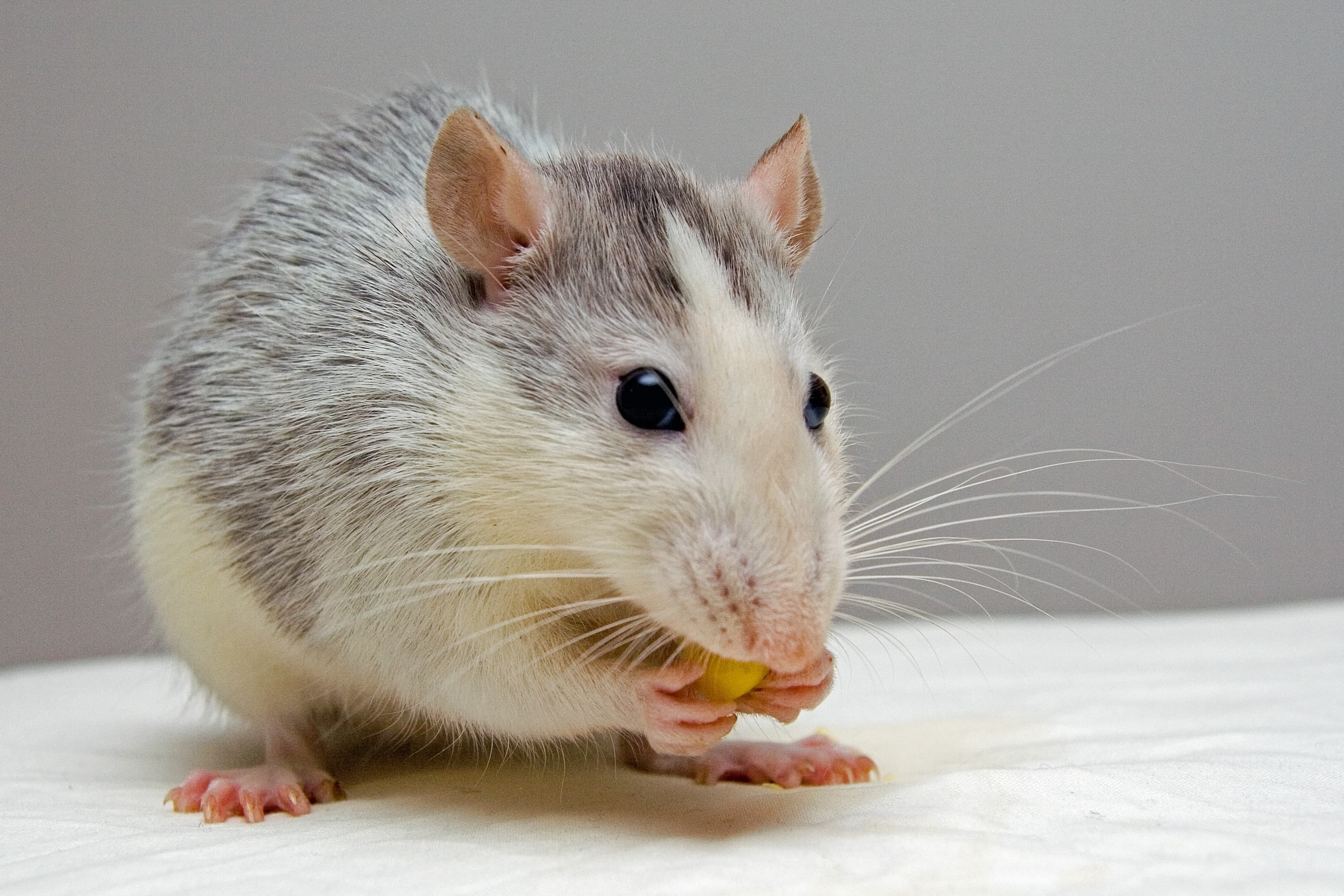 Mouse — rodent control