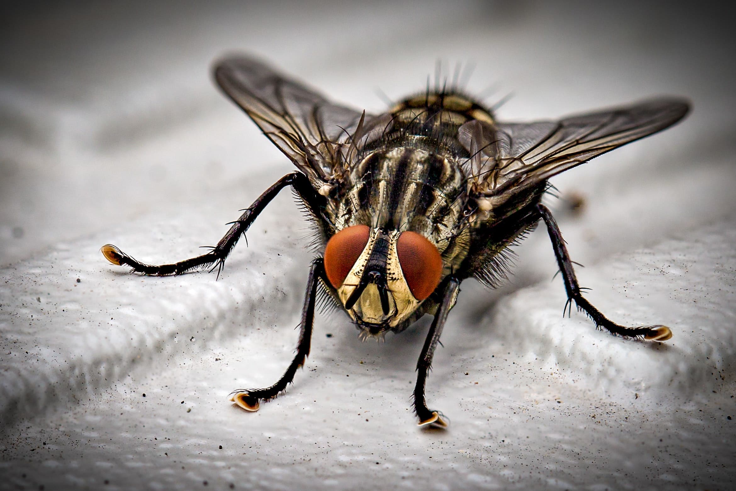 Close-up of a house fly — occasional invader control services